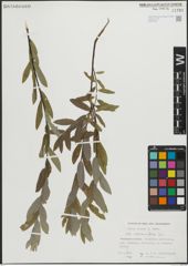 Foto von Salix repens subsp. rosmarinifolia (L.) Andersson